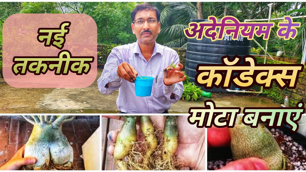 एडेनियम के कादेक्स मोटा बनाएं नई तकनीक से / Get Big Caudex in Adenium