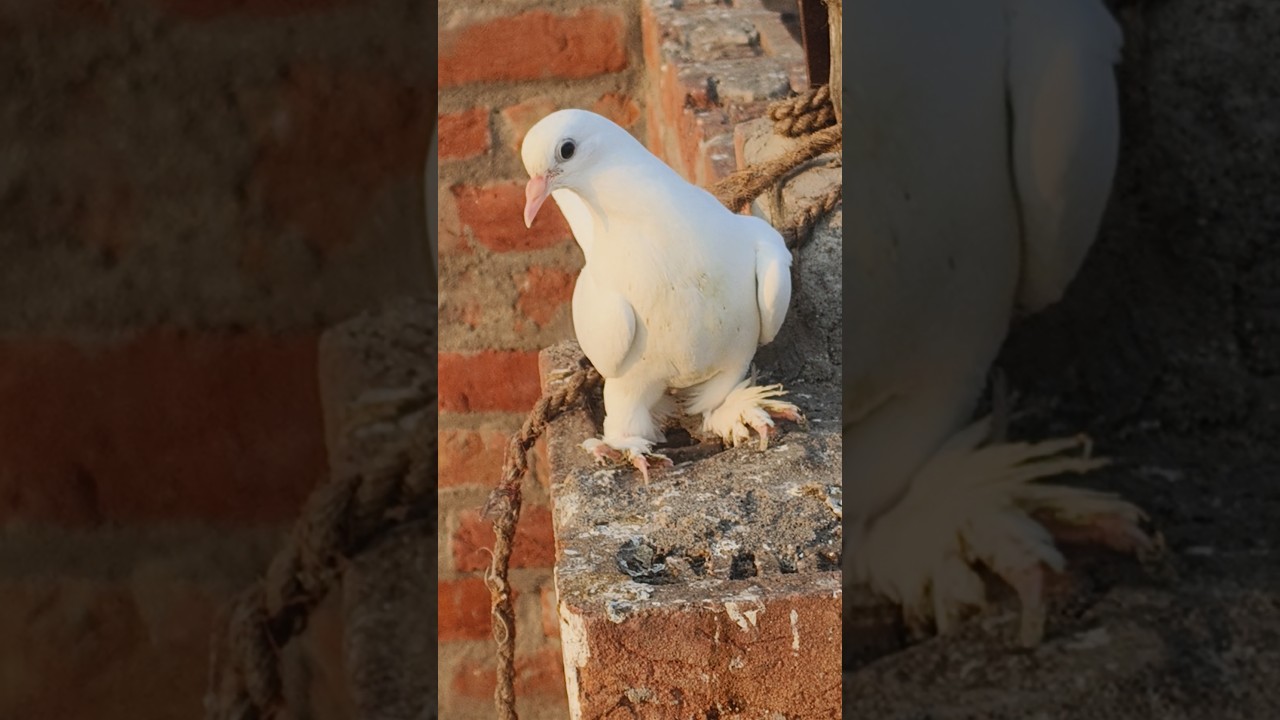 😍😍kabutar short ❤️#shortsfeed #viralvideo #viralshort #pigeonfeed