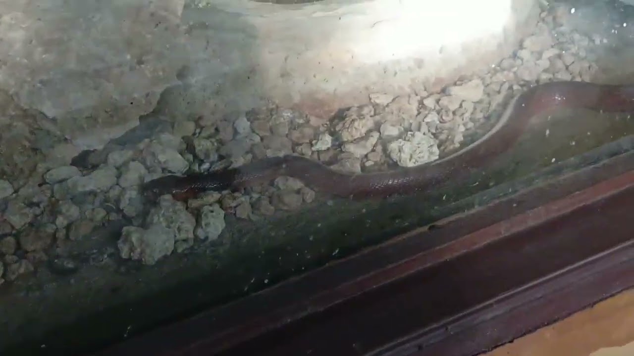 SCREEN COVERED SNAKES AT BAMBURI HALLER PARK(2)
