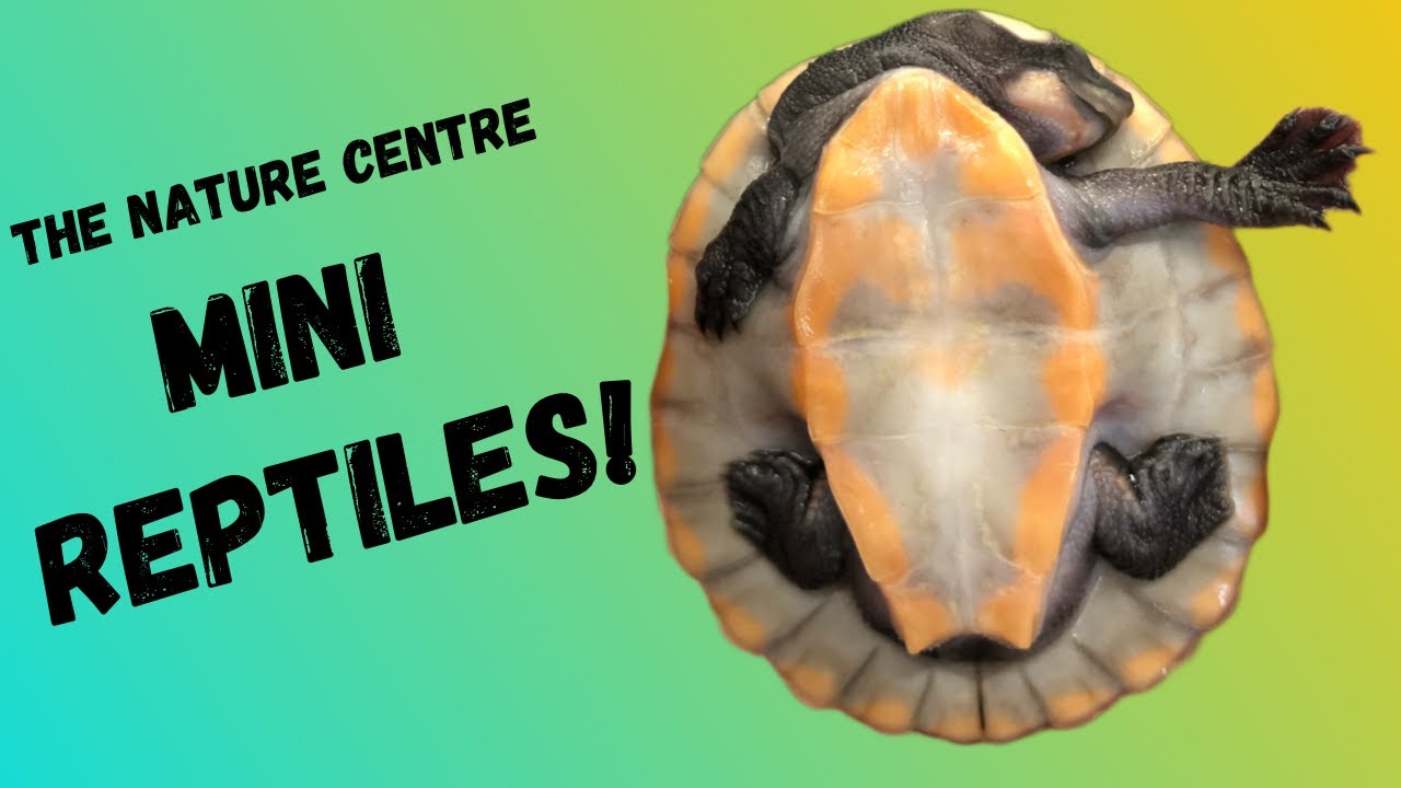 Magical Mini Reptiles!!!!