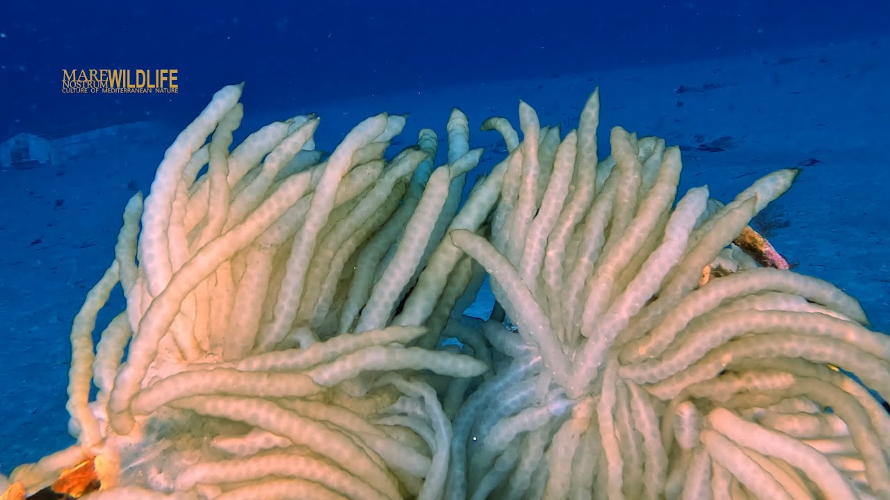 PIANETA ACQUOREO  MARE AZIONE VITA GIU 25