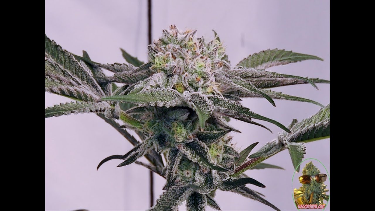 NEW STRAINS DAY 42 AFTER DARK  SLURTY 3  OREOZ  WHITE TRUFFLE