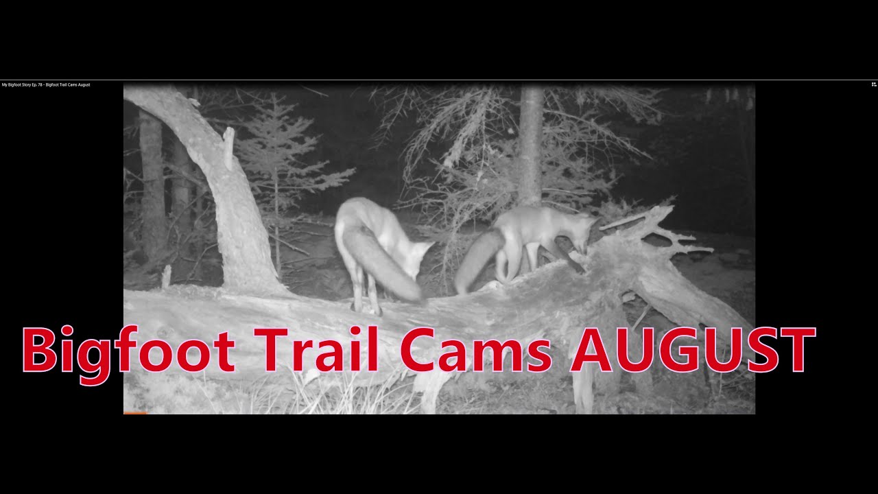 My Bigfoot Story Ep. 78  - Bigfoot Trail Cams August