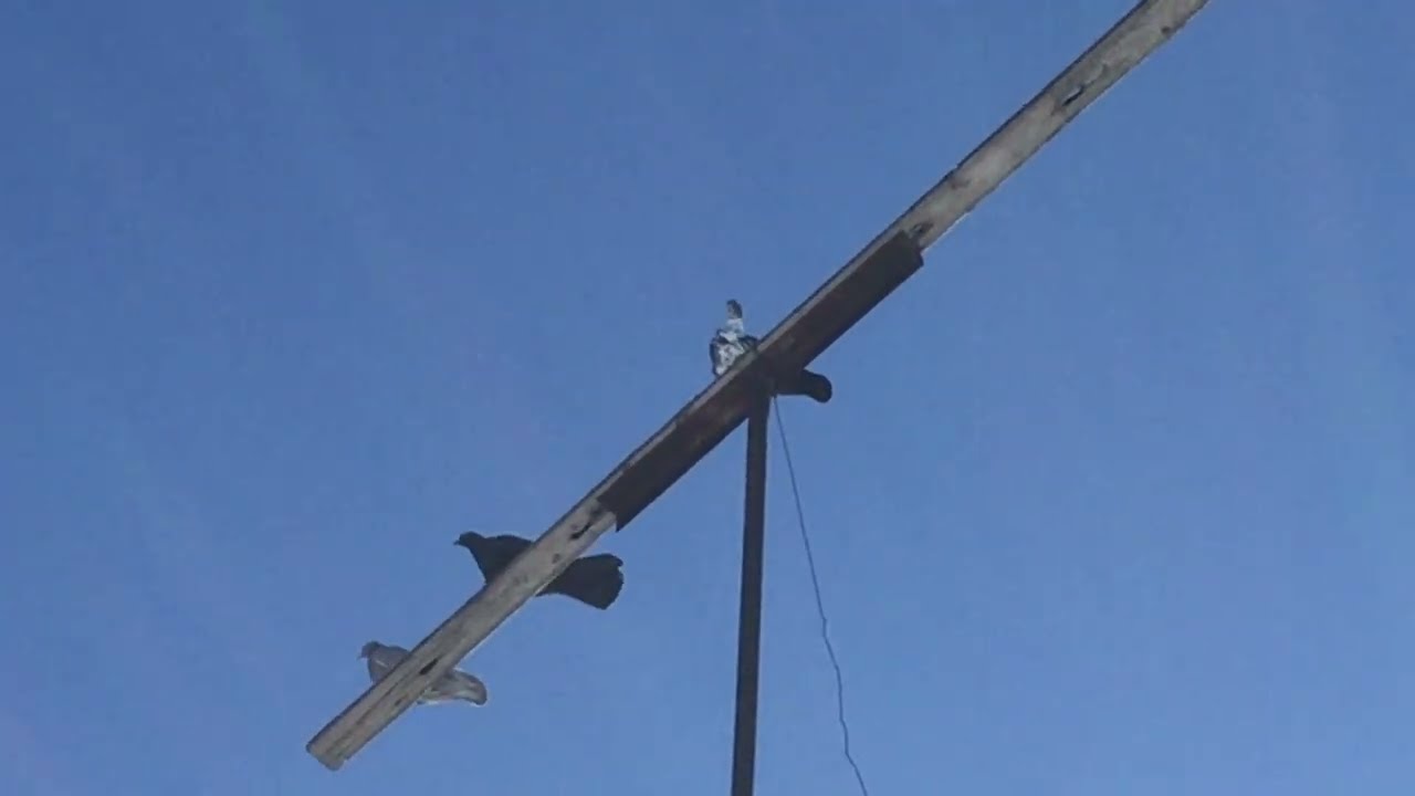 #Pigeons.Первая потеря за всю зиму.