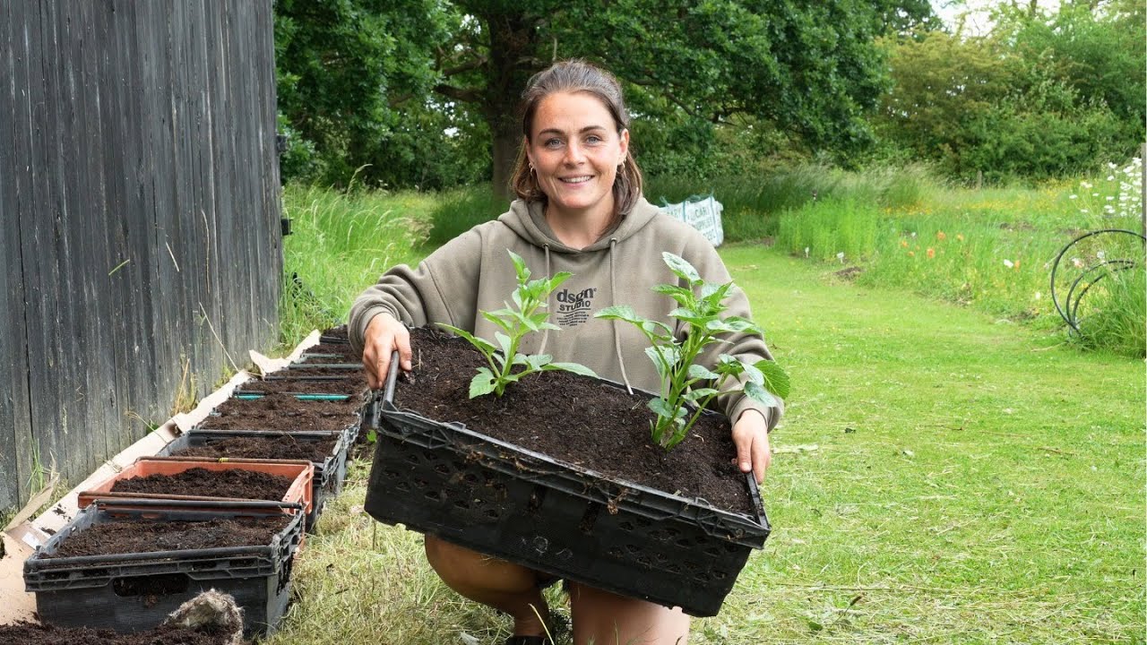 No Space? Grow Dahlias In Crates! (Easy Crate Planting Hack!)