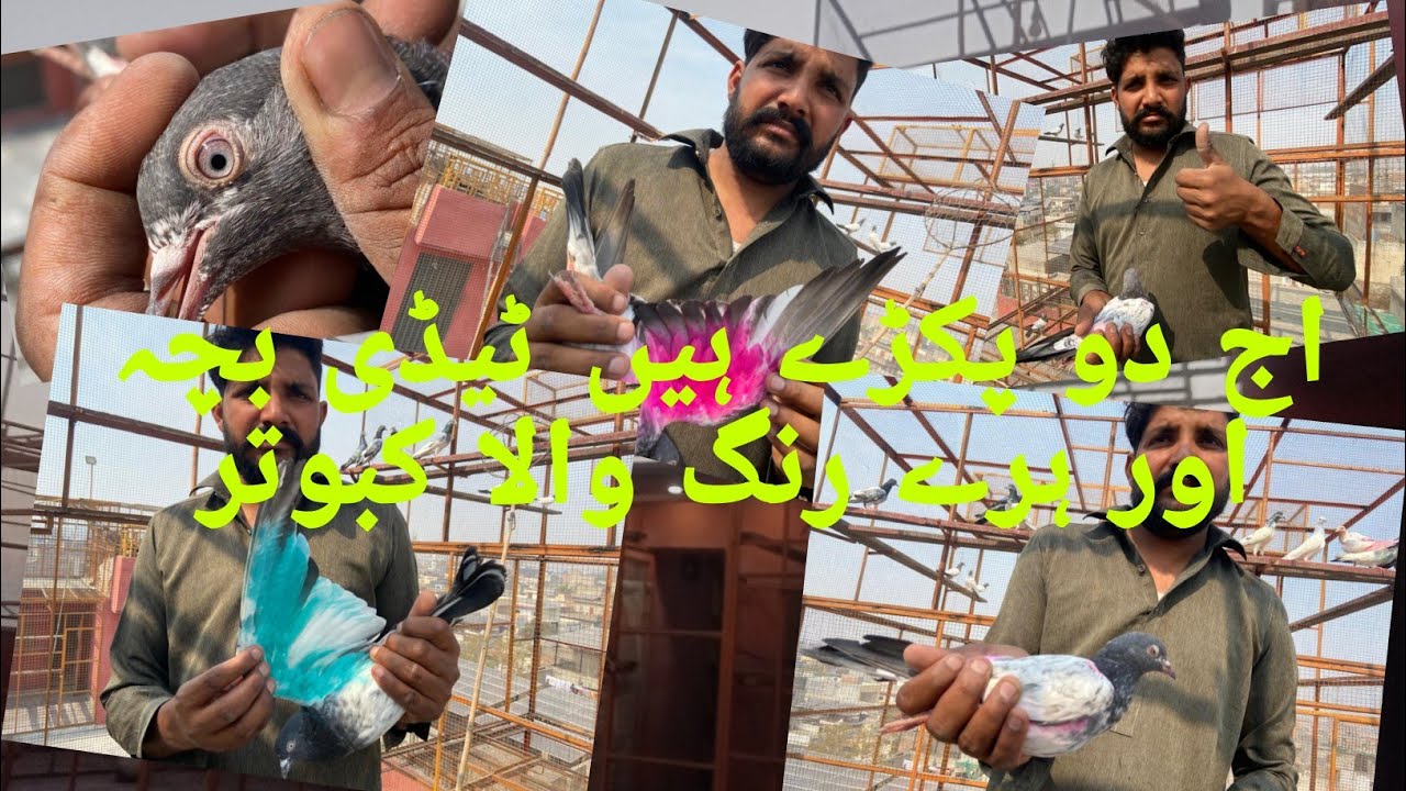 آج کی چیڑی ماری ٹیڈی وہ بھی دو دو