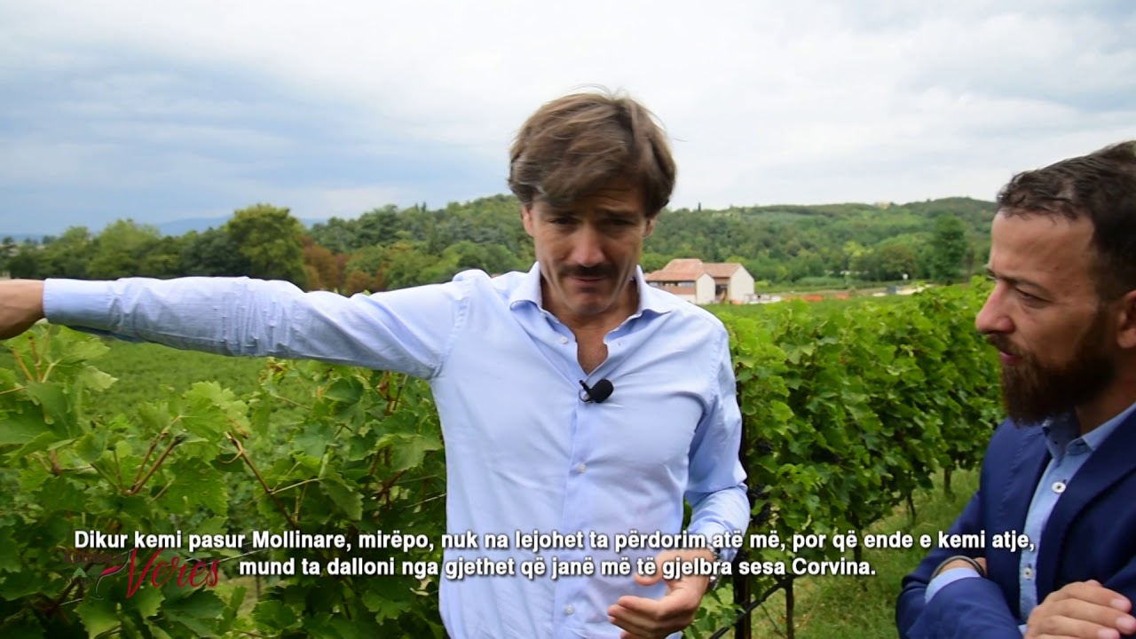 Kultura e Verës në Cantine Bertani dhe prodhimi i verës së njohur Amarone