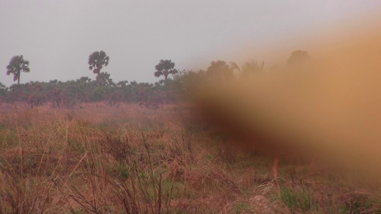 Coutada 14 Buffalo