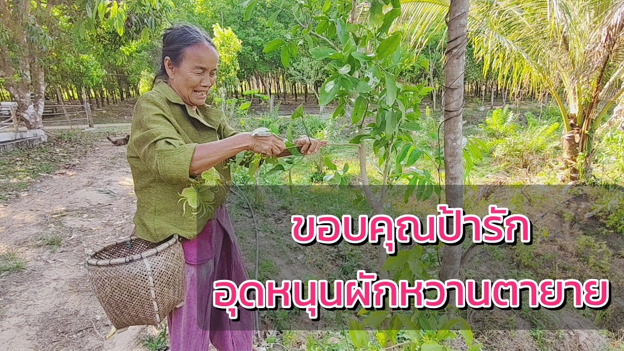 ขอบคุณป้ารักอุดหนุนผักหวานตายาย