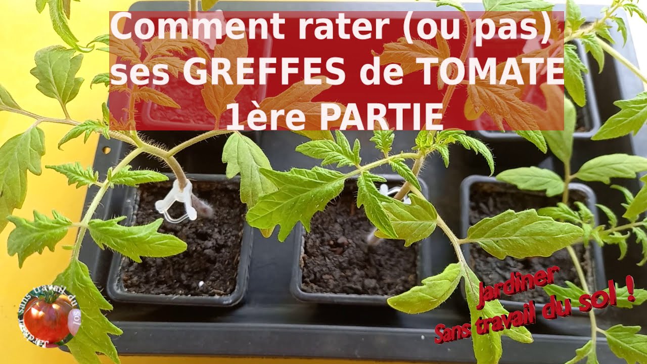 Comment rater (ou pas) ses greffes de tomate - PARTIE 1