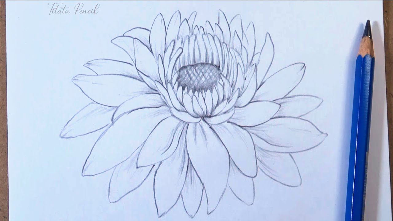 How to draw a Chrysanthemum flower step by step easy | Pencil Drawing
