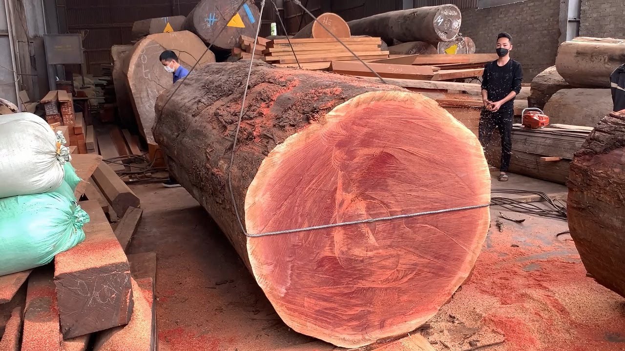 Amazing Sawmill Wood Cutting - Extremely Large Redwood Tree Cutting Saw