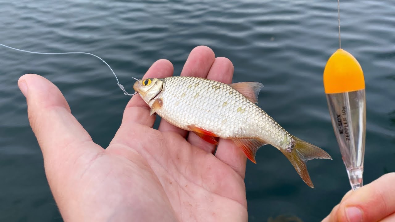 PECHE au VIF au BOUCHON - Brochet Sandre et Perche Record !!! 4K