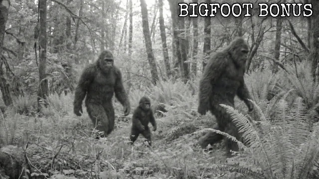 All of the Best New Bigfoot Footage in One Video *BONUS COMPILATION*