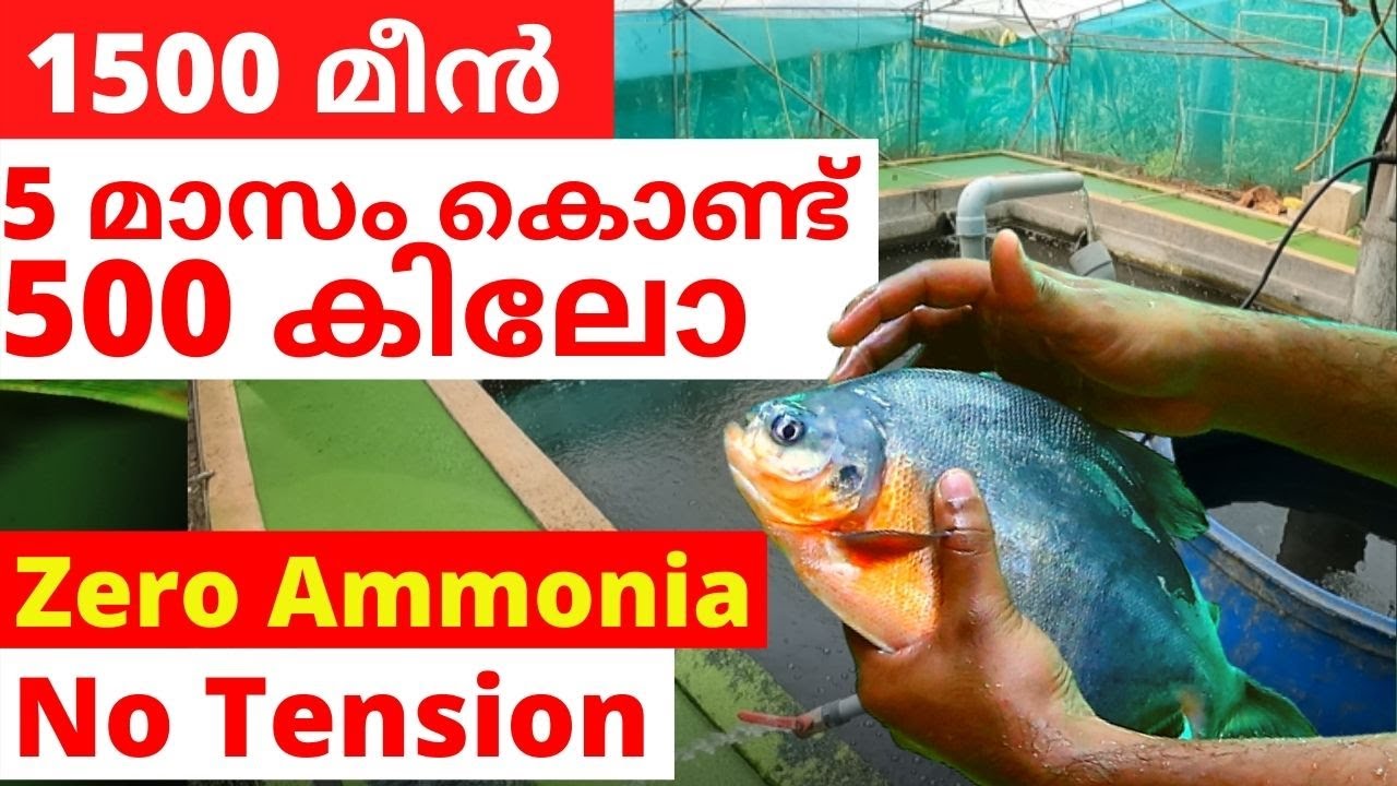1500  മീൻ 5 മാസം കൊണ്ട് 500 കിലോ [ Reduce fish feed cost Easy Fish Farming #No_Ammonia #No_tension]
