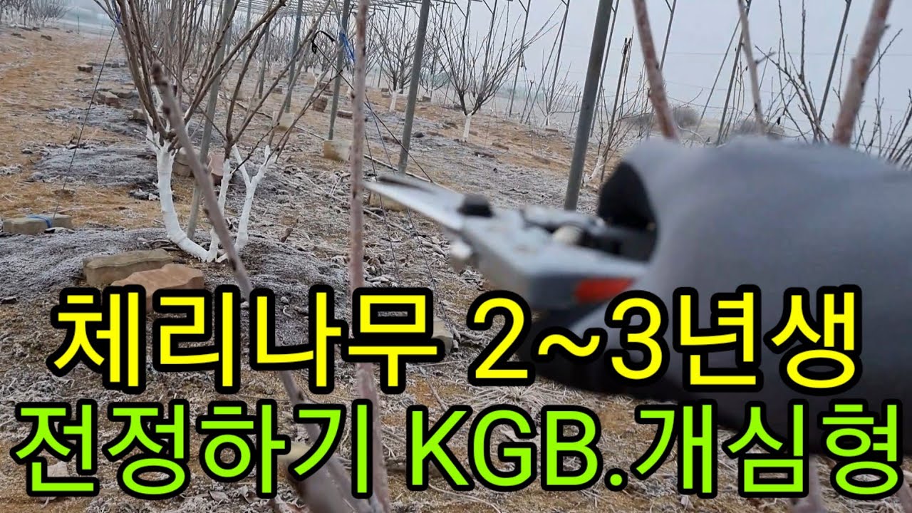 체리나무 2년생 3년생 동계전정