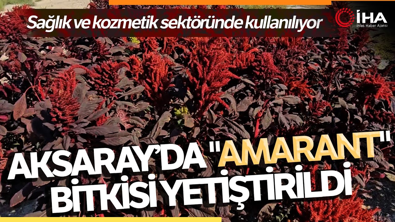 Amarant Bitkisi Afyonkarahisar'dan Sonra İlk Kez Aksaray'da Yetiştirildi
