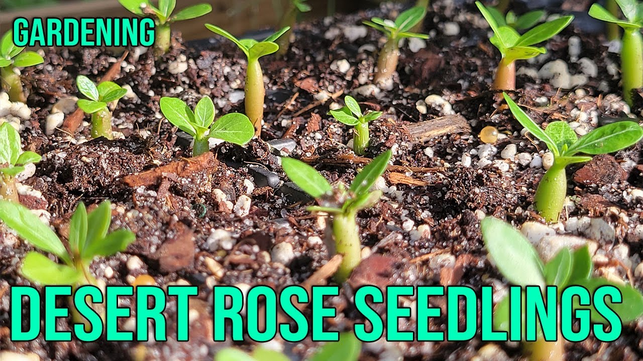 Transplant Desert Rose Seedlings : Preventing Root Rot