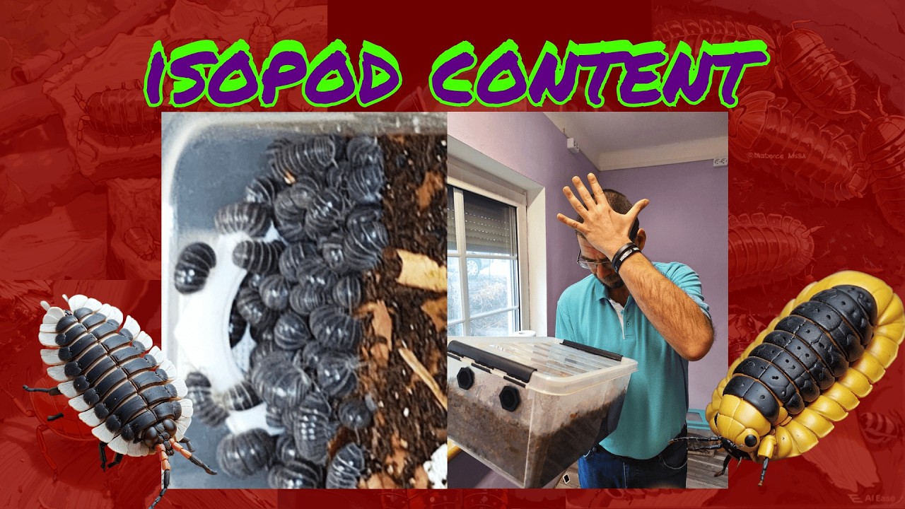 Isopod Feeding 02/2026 Explosive Breeding & A Sudden Die Off!