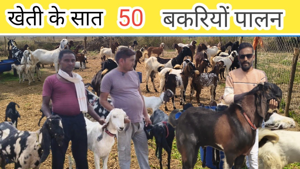 खेती के सात 50 बकरियों का स्यांदार पालन (goat forming )