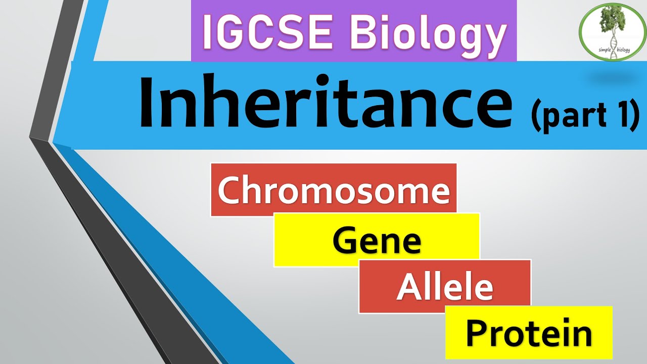 inheritance part (1), Chromosomes, genes, alleles. IGCSE biology