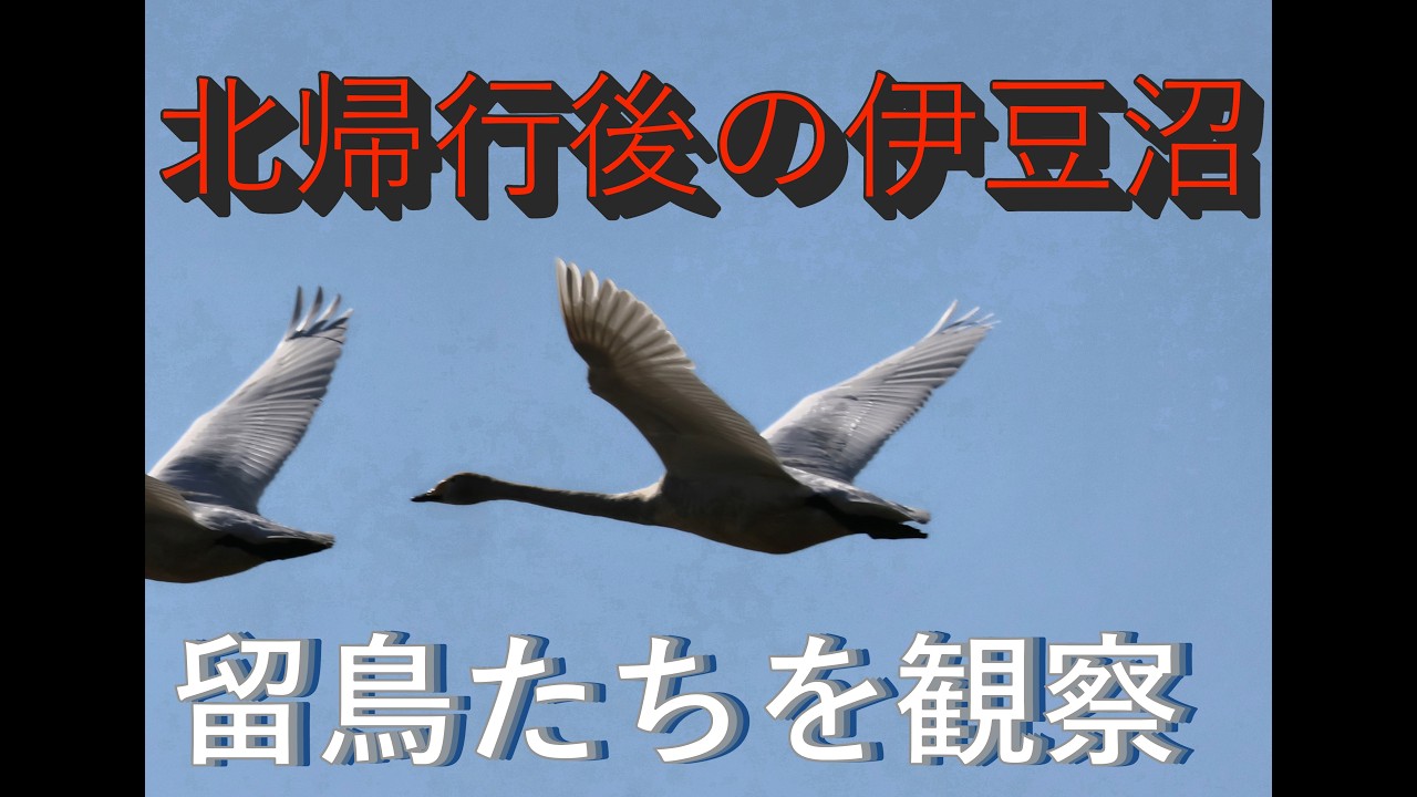 【まさちゃんネル】伊豆沼　ラムサール条約指定　伊豆沼でカモ類や白鳥の北帰行の後の野鳥観察