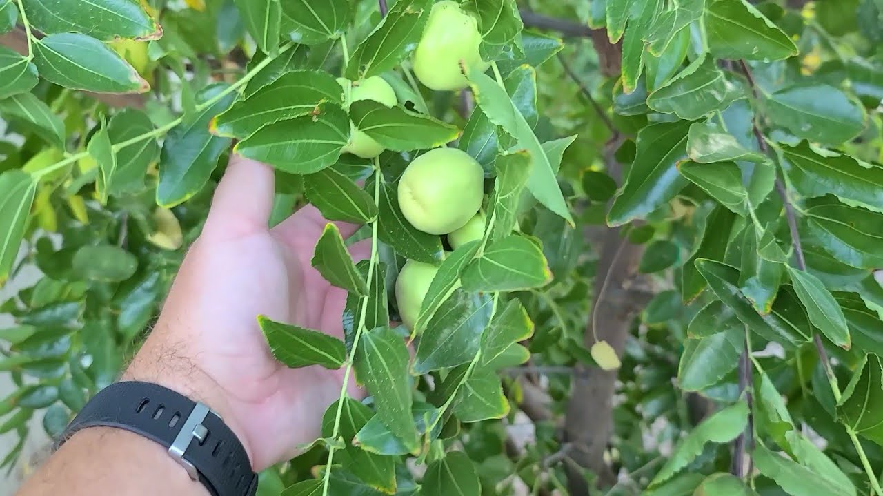 Li Jujube Tree