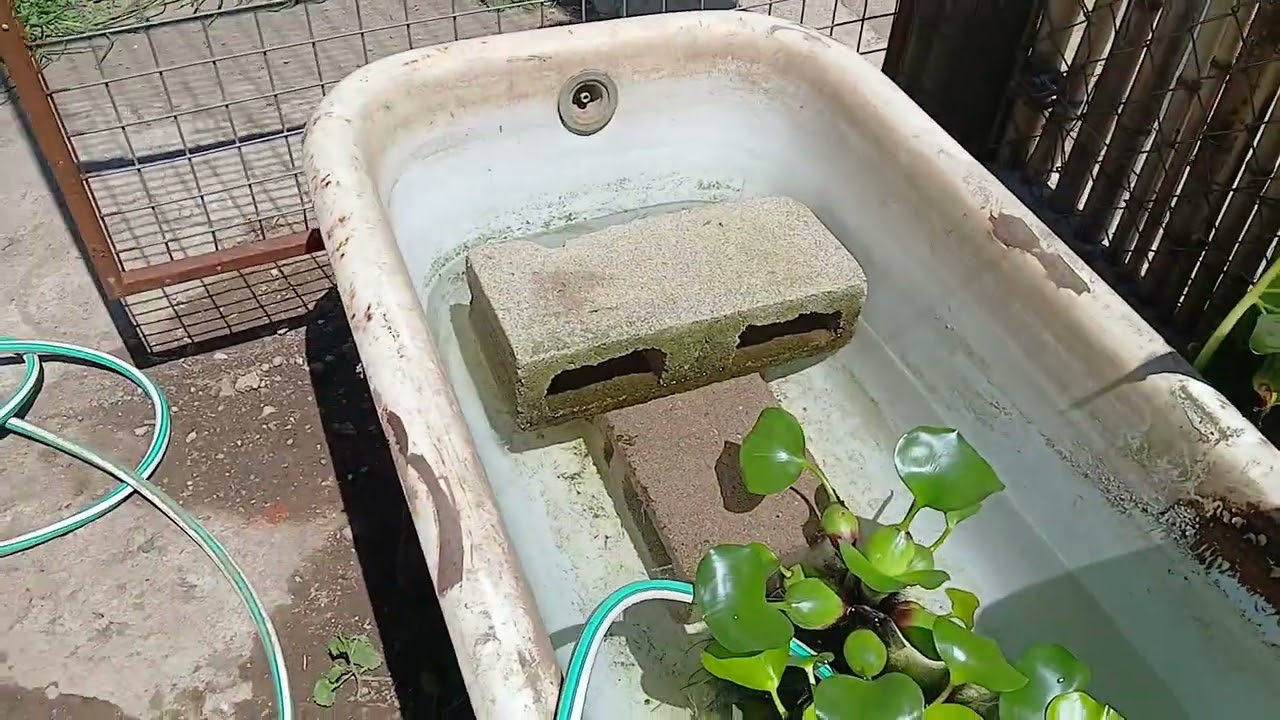 Nuevo lugar de las tortugas campanita 
