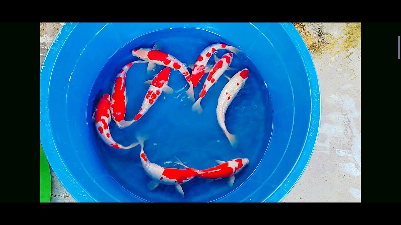 Piscicultura: carpas Premium! #carpa #nishikigois #peixesornamentais #piscicultura