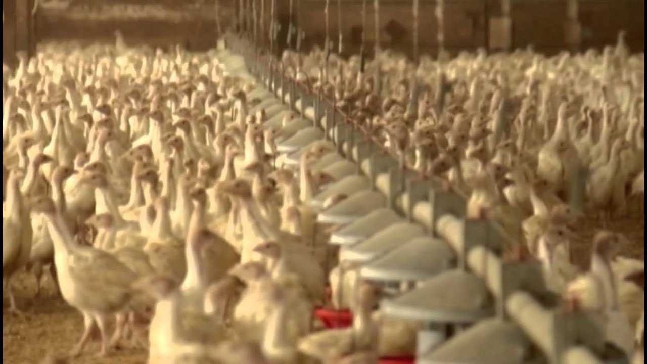 Minnesota Bird Flu Vaccine - Lakeland News at Ten - April 22, 2015