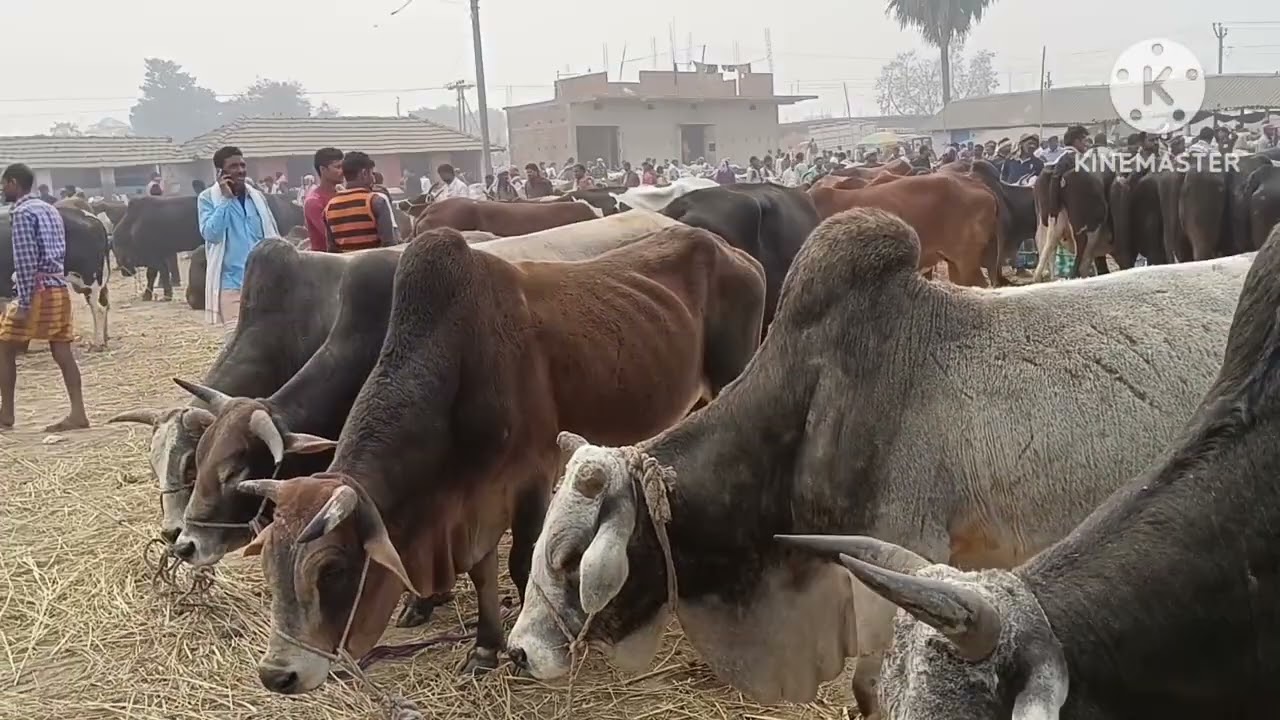 khairiya pashu Mandi Katihar Bihar