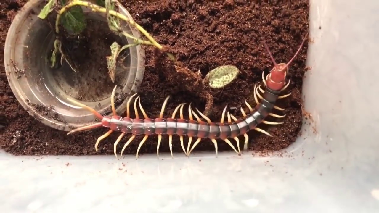 Unboxing the Devil | World's largest Centipede