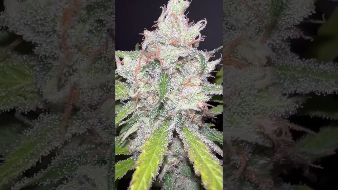 Ripper Haze Keeper