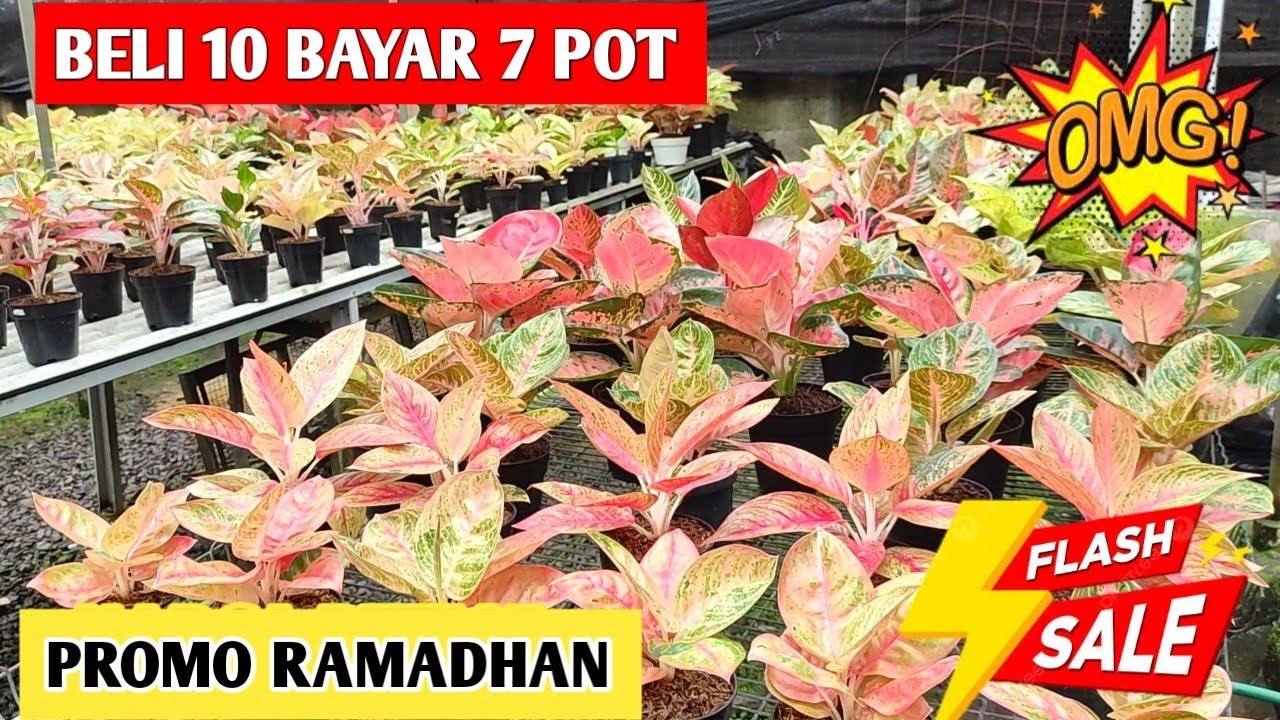 Beli 10 Bayar 7 Pot‼️ Promo Aglonema Spesial Ramadhan ~ 118