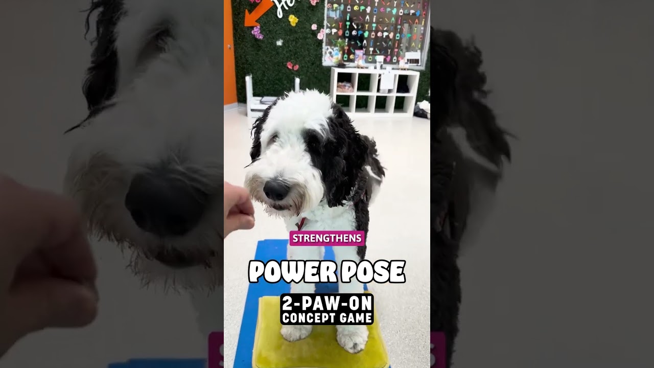 Benefits of Teaching a Dog the 2-Paw-On Game -  Diver Deep
