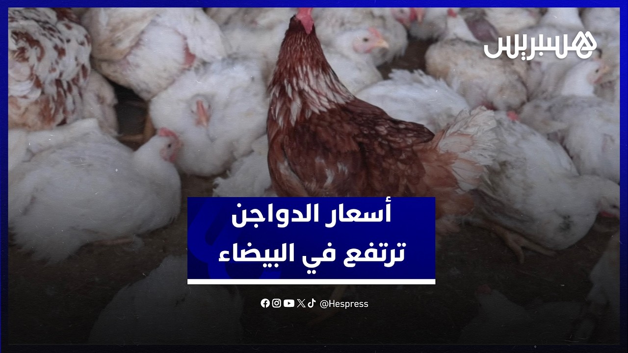 بعد فترة انخفاض.. أسعار الدواجن ترتفع في البيضاء وتجار يؤكدون على وفرة المعروض