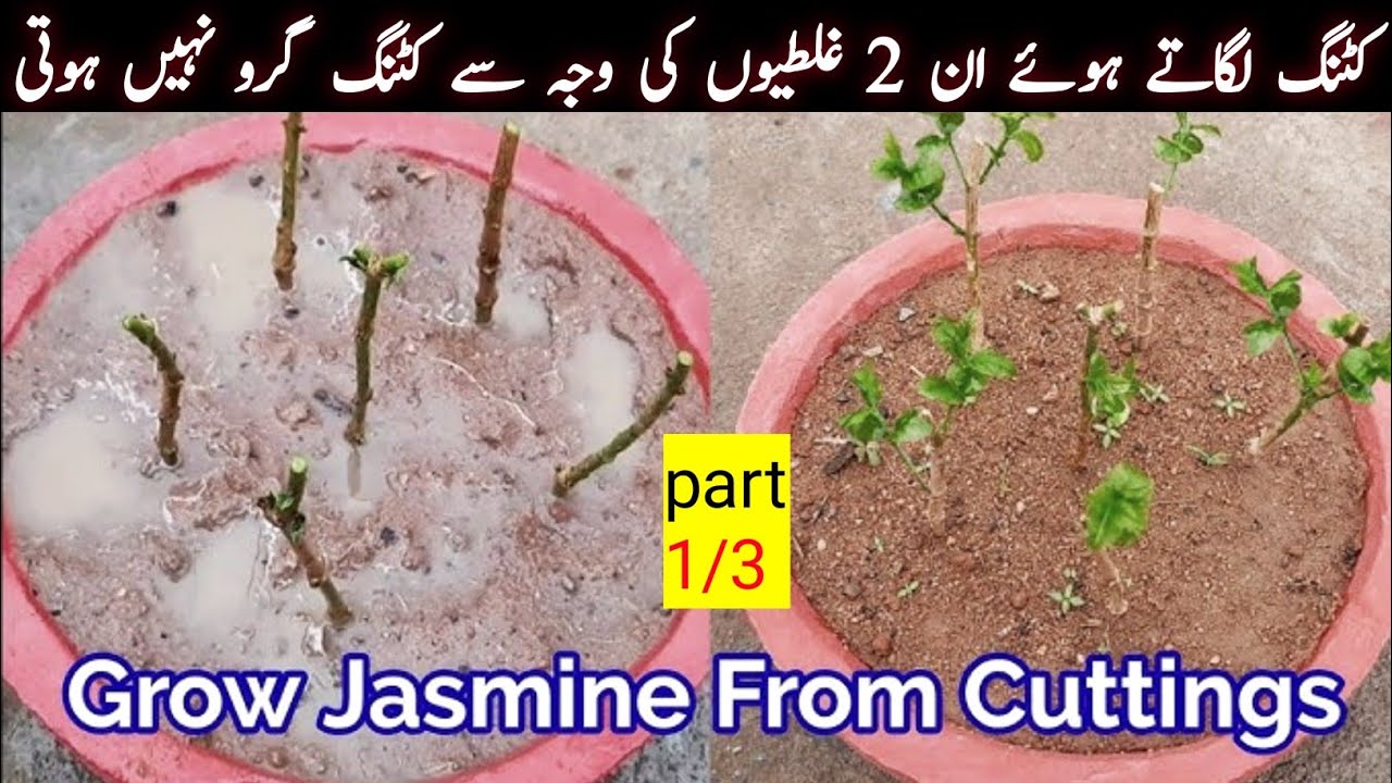 grow Jasmine from cutting|motiya plant ki cutting lagane ka aasan tarika