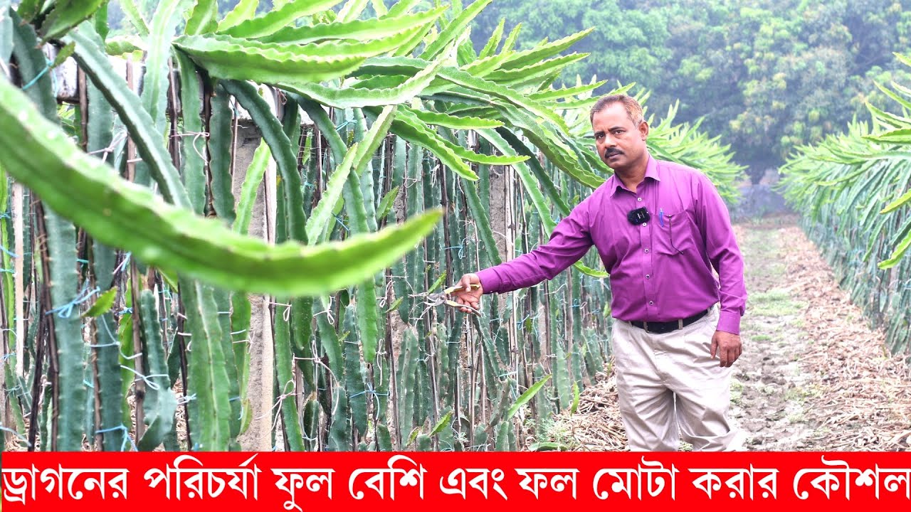 ড্রাগন চাষের নতুন পদ্ধতি  ফুল ফল বেশি এবং ফল মোটা করার সিক্রেট বিষয়  |  রবিউল করিম স্যার
