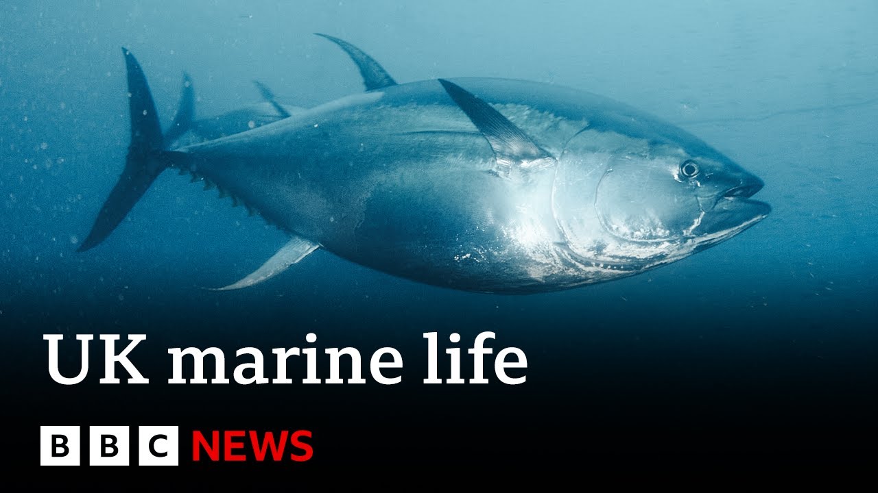 Record warm seas bring extraordinary new species to UK waters | BBC News