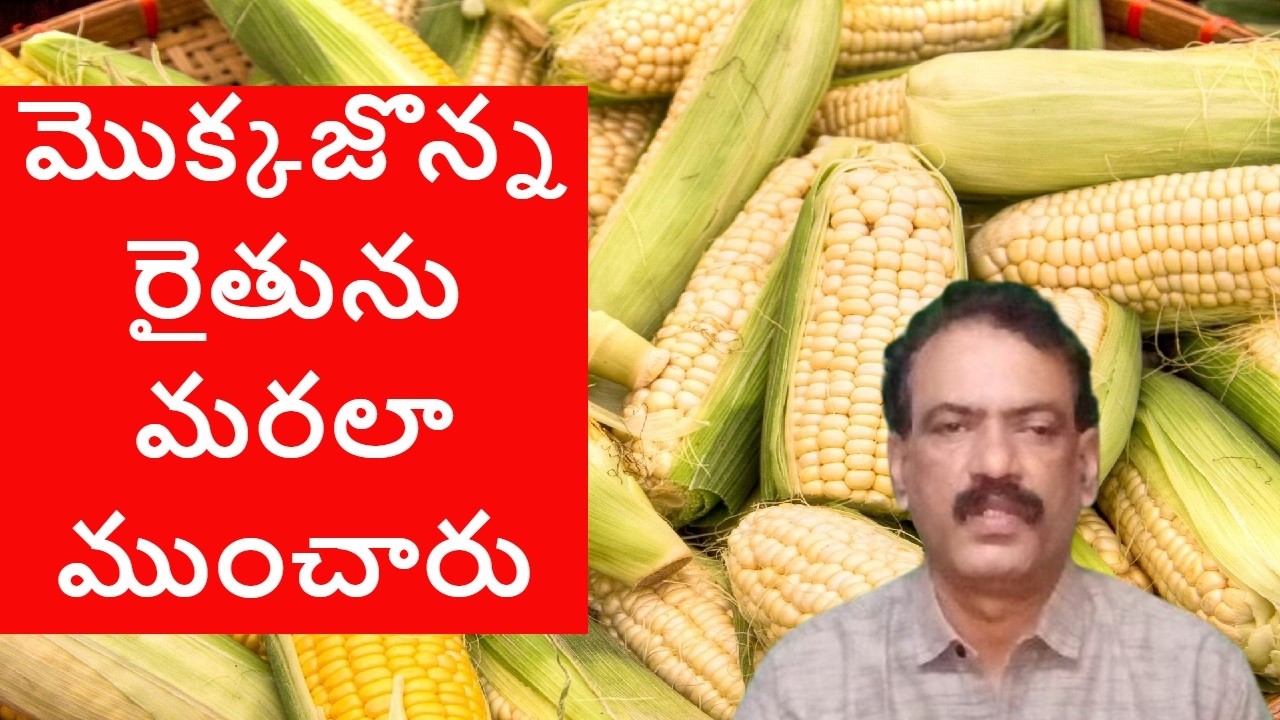 Maize Crop Loss || మొక్కజొన్న రైతులను నిండి ముంచారు