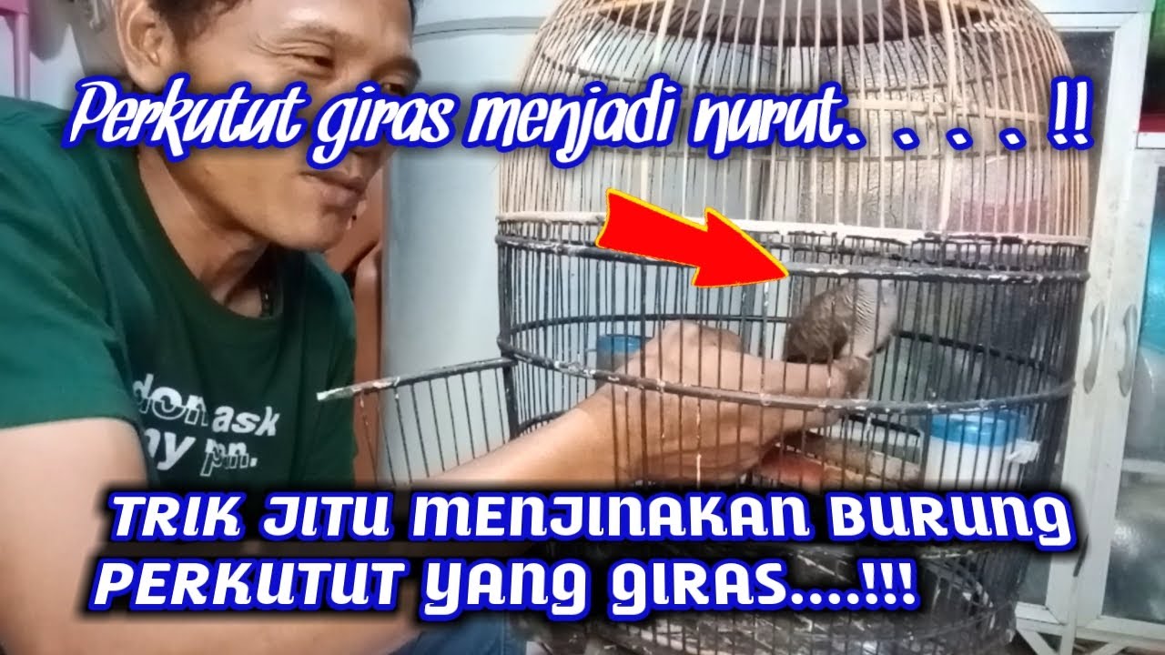 Cara menjinakan burung perkutut yang giras