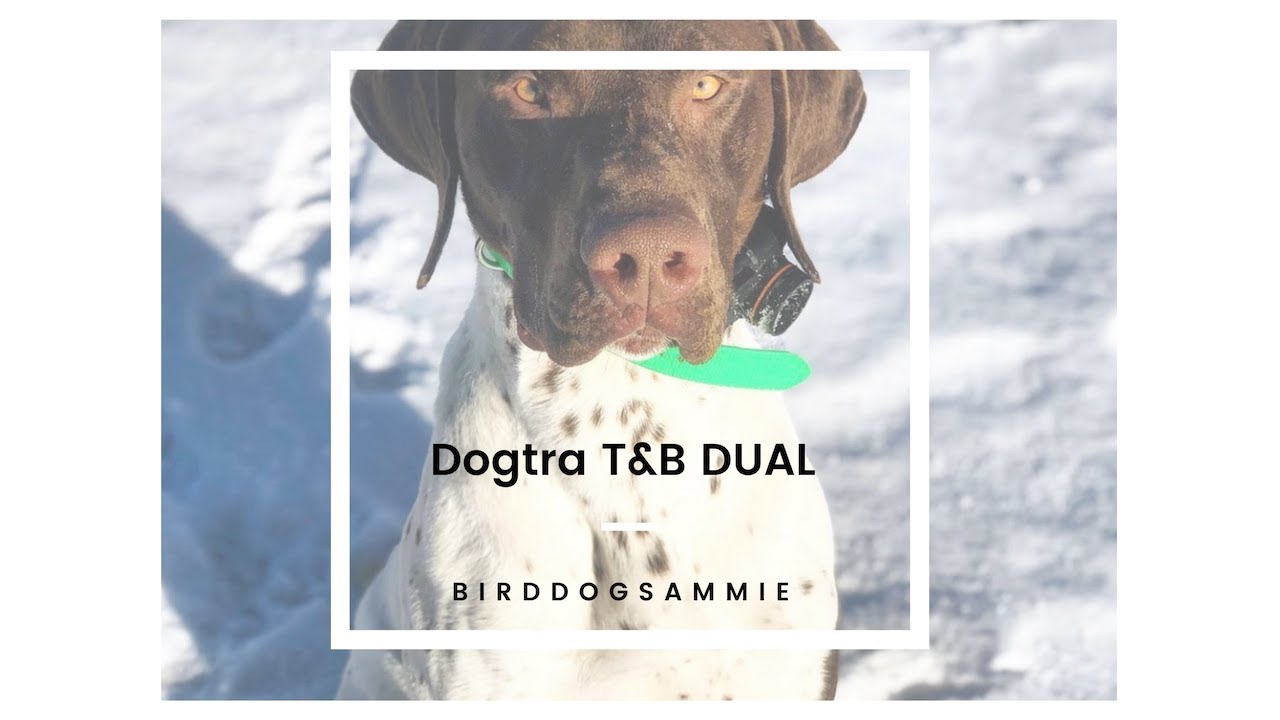Dogtra|T&B DUAL|Upland