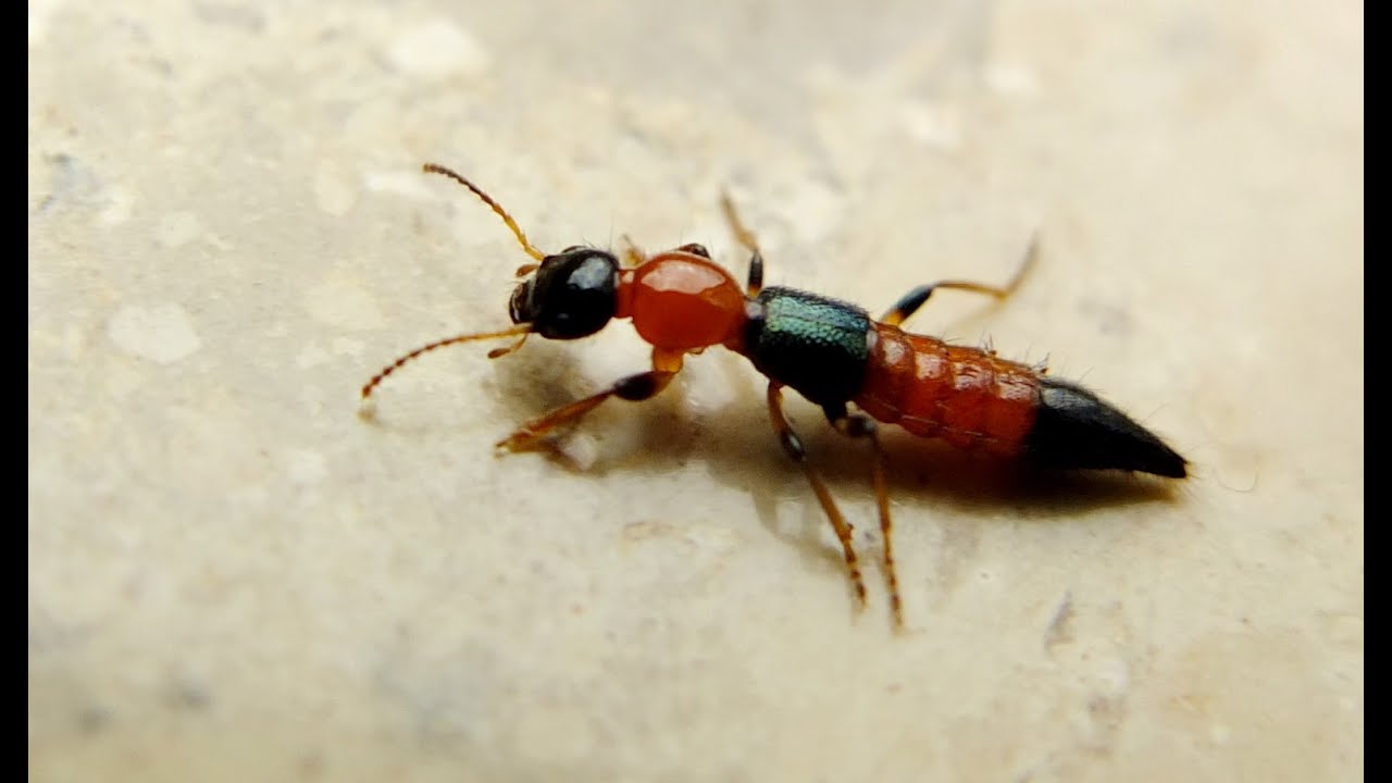 Paederus littoralis - Uferkurzflügler / Rove Beetle