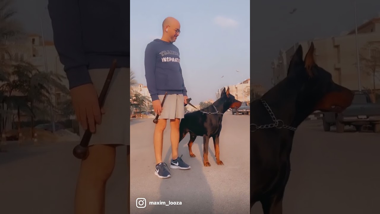 Maxim the Doberman perfect protection dog 