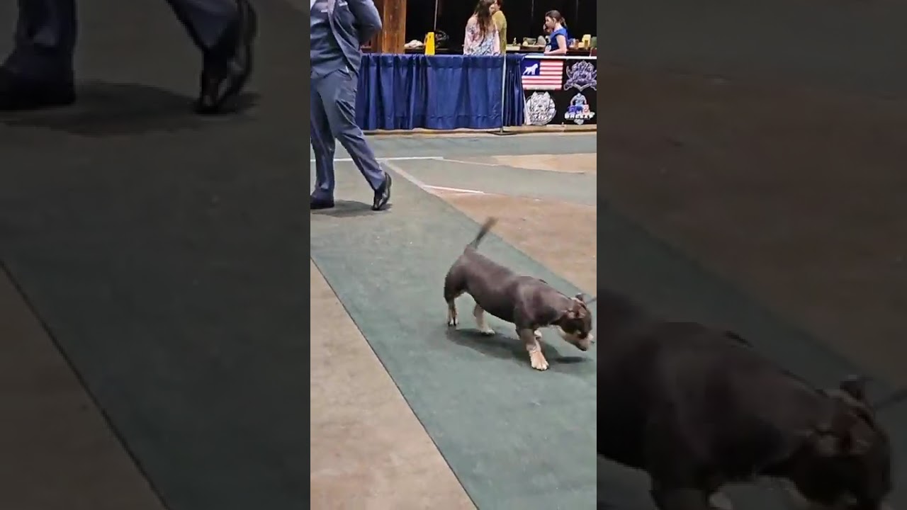 ABKC Season Opener 2026  Show 1 Standards, Classics, Ch's, GrCh's, Best of Breed, Best in Show