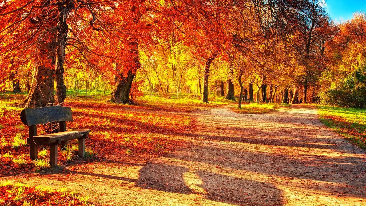 고엽(Autumn Leaves) :1 이브 몽땅(Yves Montand) ,  2 Roger Williams, 3 Andy Williams, 4 Richard Clayderman