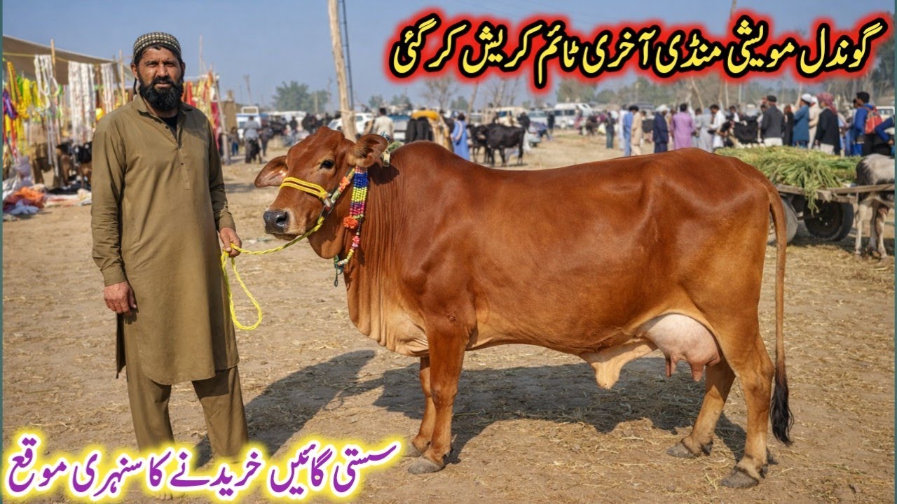 Today Gondal Mandi latest update 23Feb 2026!Evening time Fresh Rate on Gondal Mandi!#farming#cow