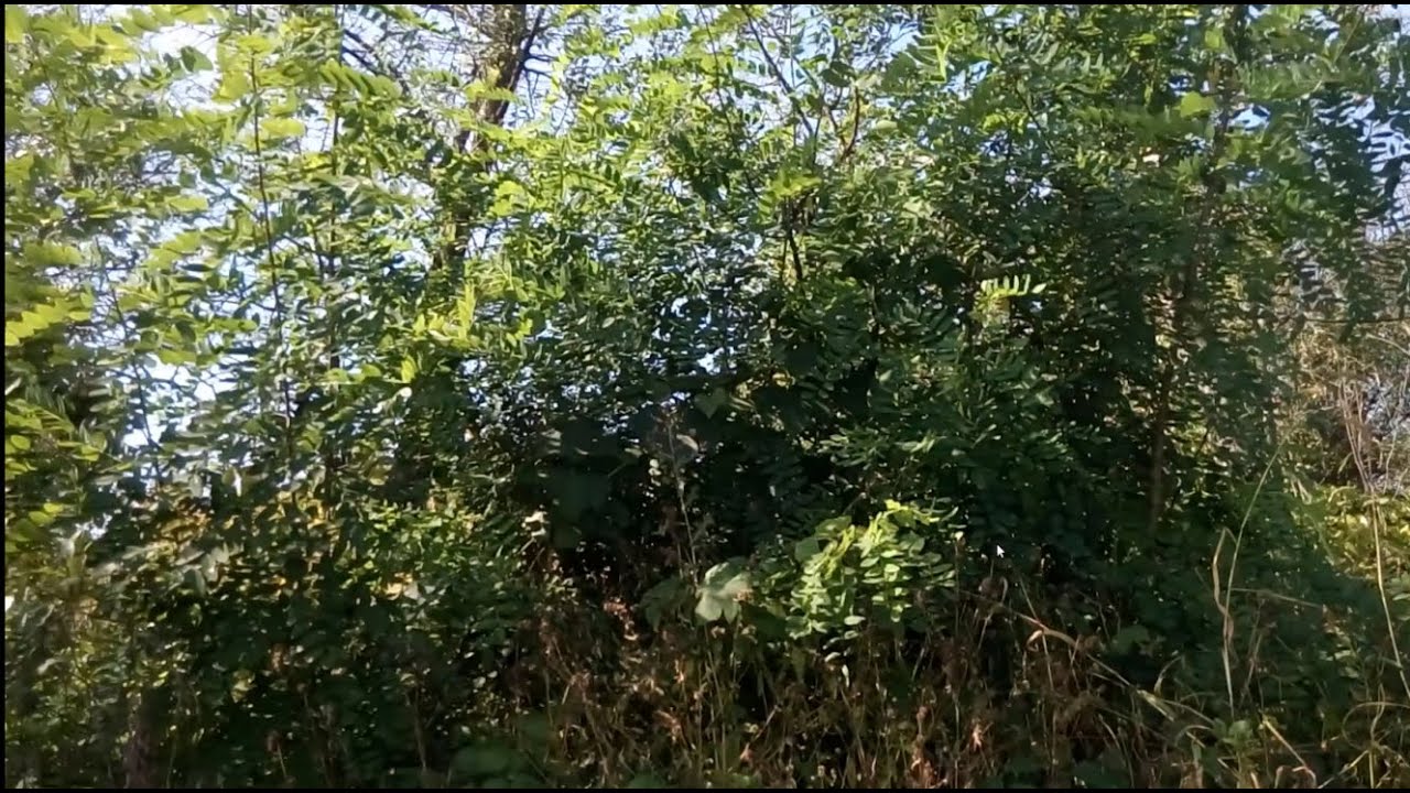 Эффективный способ борьбы с акацией (Robinia pseudoacacia)
