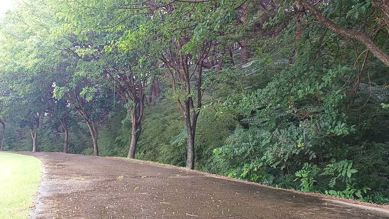 비를 맞으며 걷기에 좋은 길, 빗소리 ASMR, 백색소음 | A good road to walk in the rain, rain sound ASMR, white noise
