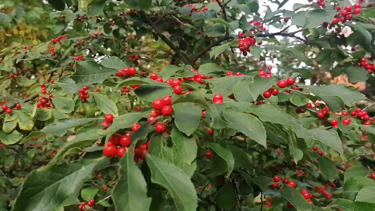 Падуб мутовчатый (Ilex verticillata)